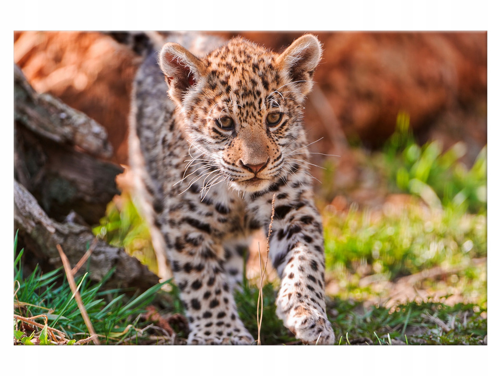 

Fotoobraz Mayra 60x40 słodki jaguar duży kot