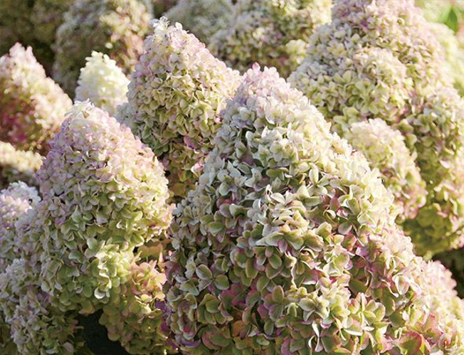 WSPANIAŁ HORTENSJA DIAMANTINO MINIATUROWA