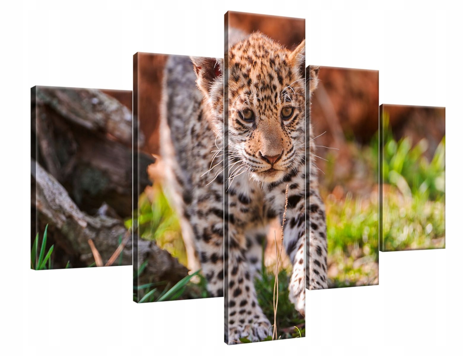 

Obraz Drukowany 100x70 Mayra - Tambako The Jaguar