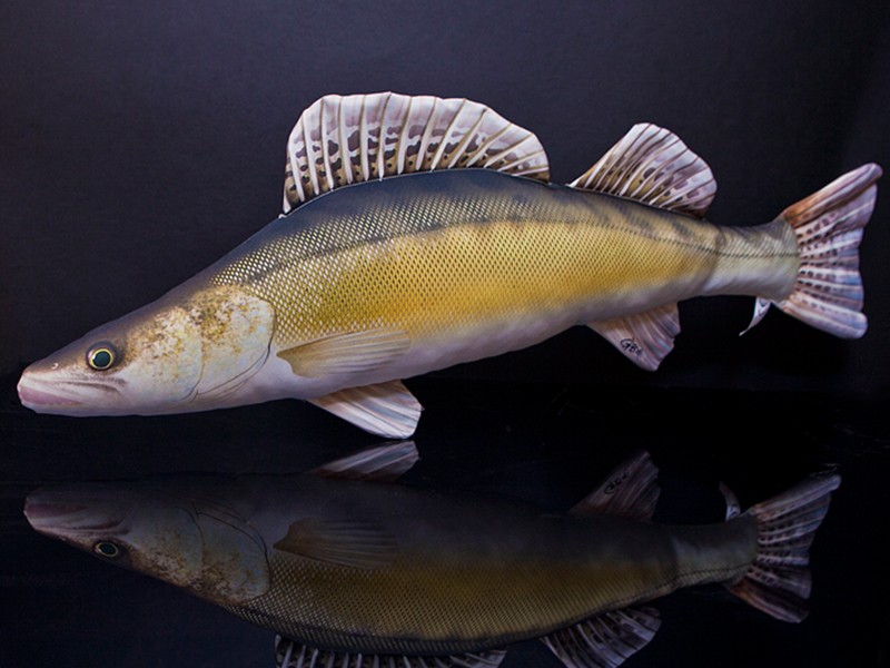 

Ryba Sandacz - Poduszka Pluszowa Duża 77cm