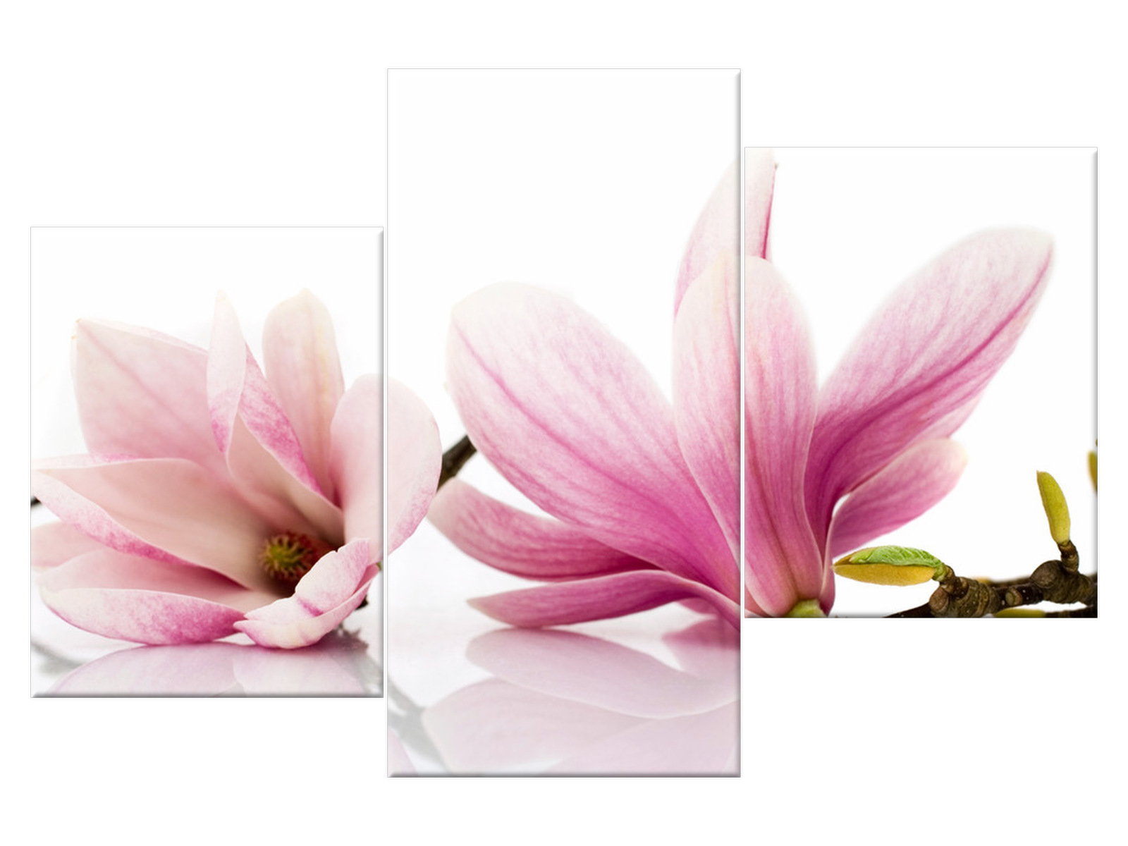 

Obraz Różowe magnolie 90x60 Kwiaty 1179A_3K