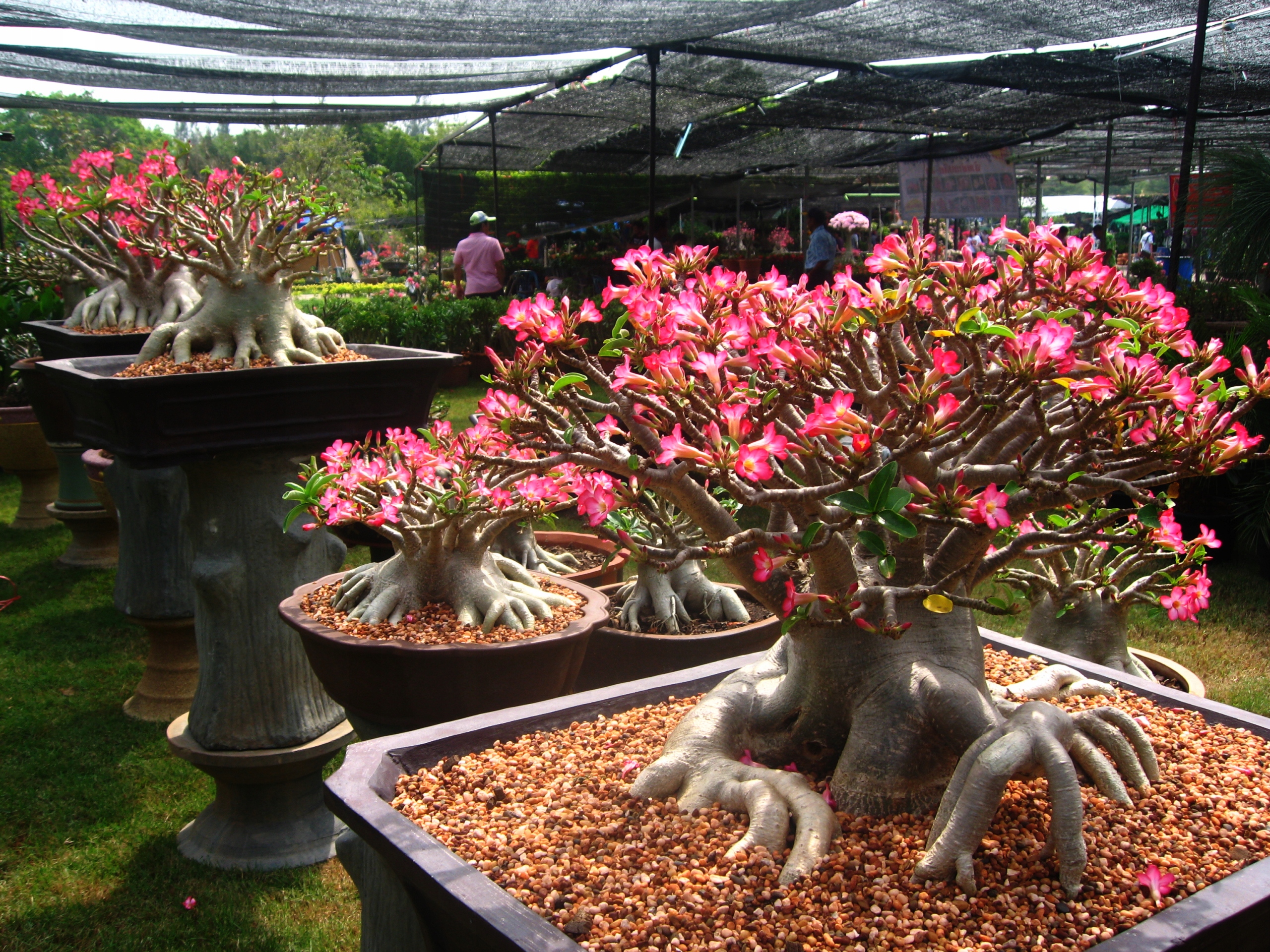 Adenium Obesum Desert Rose Mini Size