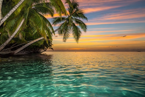 

Fototapeta 3D fliz Most Pomost Palmy Ocean Widok