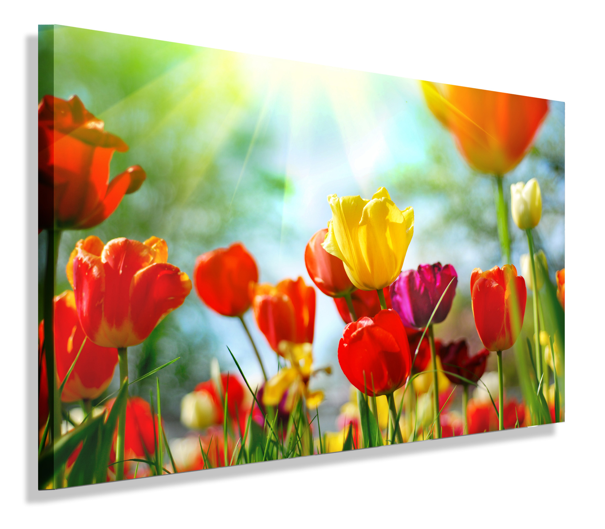

Obraz Tulipany Tulipan Obrazy Canvas 40x30