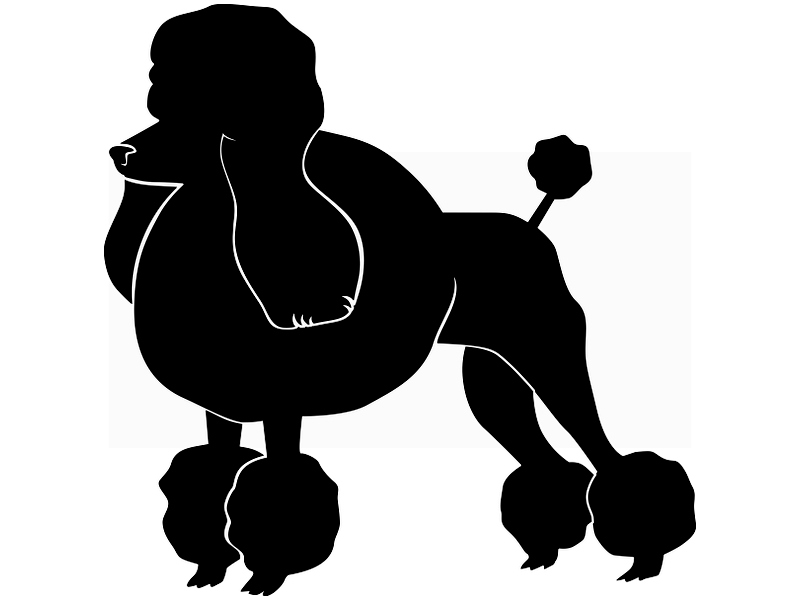 

Naklejka na ścianę ścienna Pudelek 35x35 cm