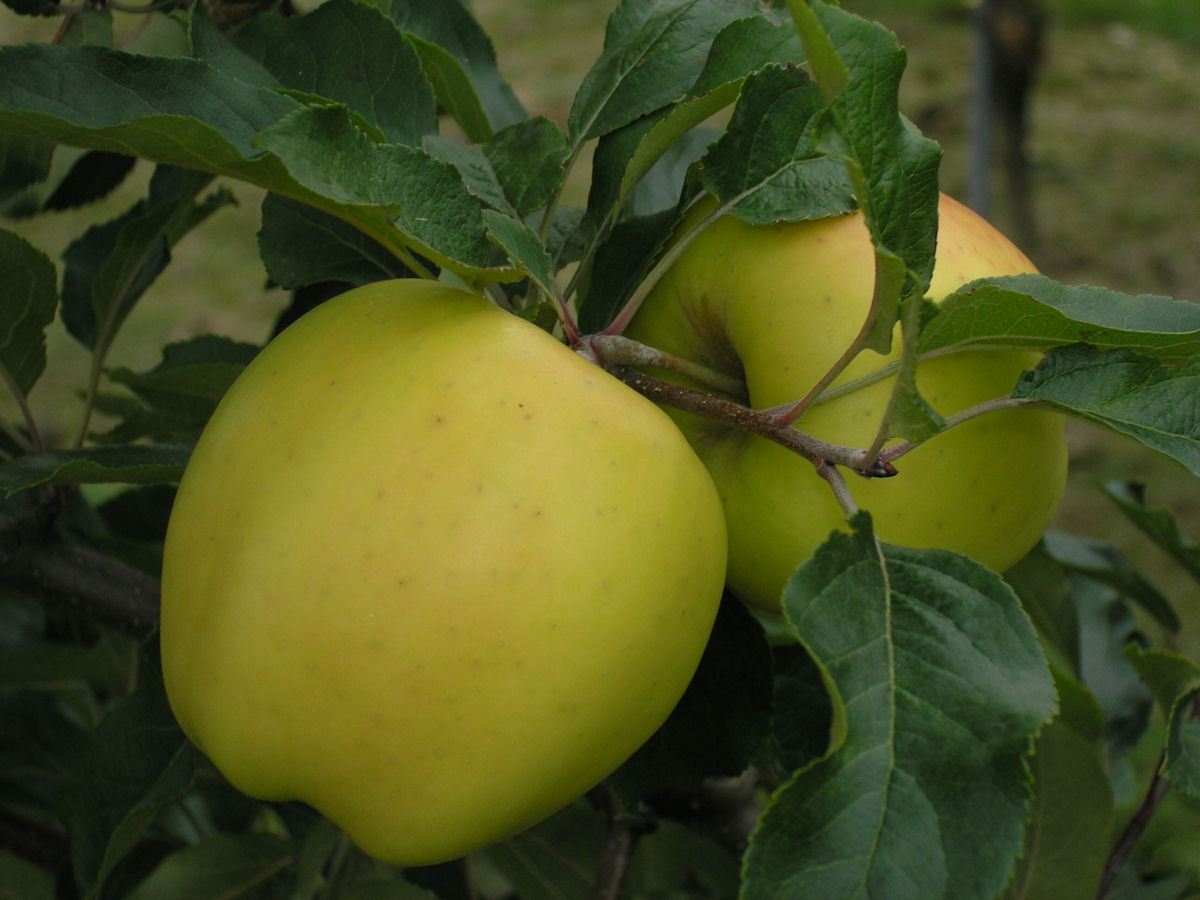 Фото яблони голден. Голден Делишес сорта яблони. Сорт яблок Голден Делишес. Карликовая яблоня Голден Делишес. Яблоко-груша Голден Делишес.