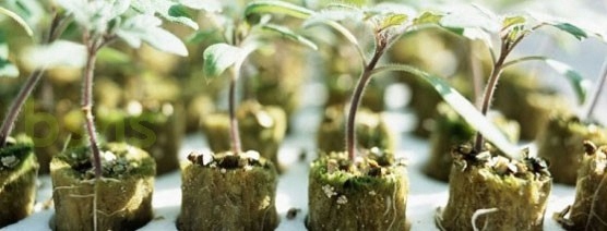 TACKA DPT1 do wysiewu nasion 30cmx46cm multiblok Wysokość produktu 3 cm