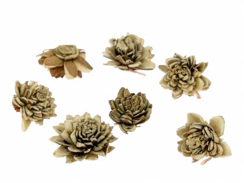 

10x Kwiatuszki kwiatki shola susz 3-4cm Cynia Brąz