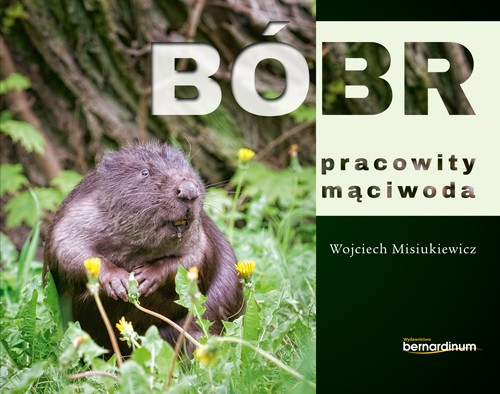

Bóbr pracowity mąciwoda