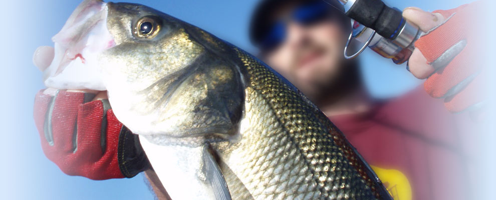5 X DROP SHAD JASKÓŁKA 7,5 cm SUPER PRZYNĘTA EXO 6 Marka Exori