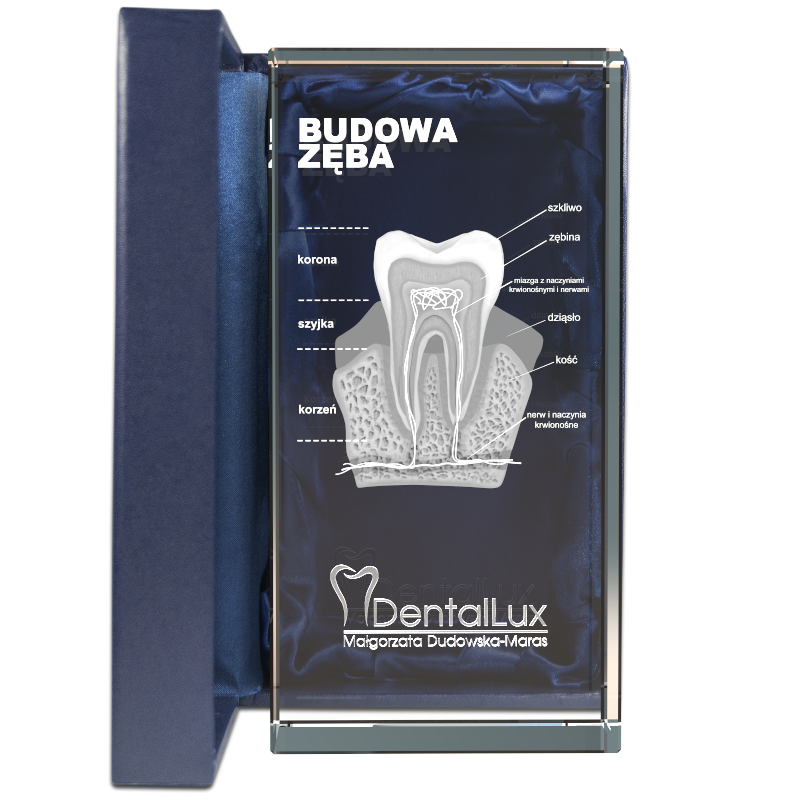 

Ząb 3D prezent dla dentysty stomatologa logo firmy