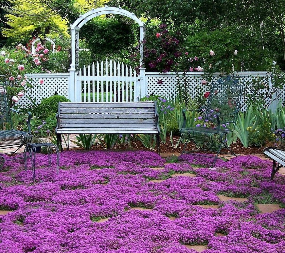 Тимьян ползучий (Thymus serpyllum 'Magic Carpet')