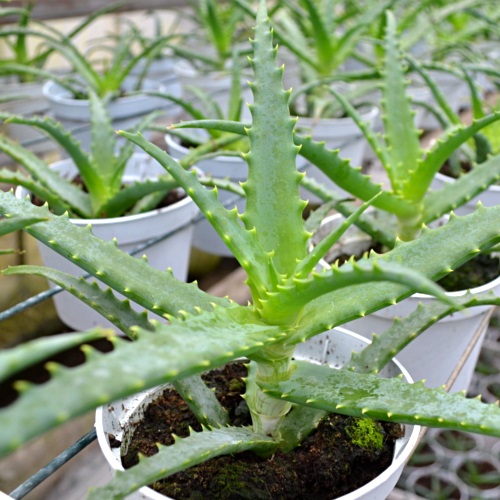 

Prawdziwy Aloes drzewiasty - Aloe arborescens