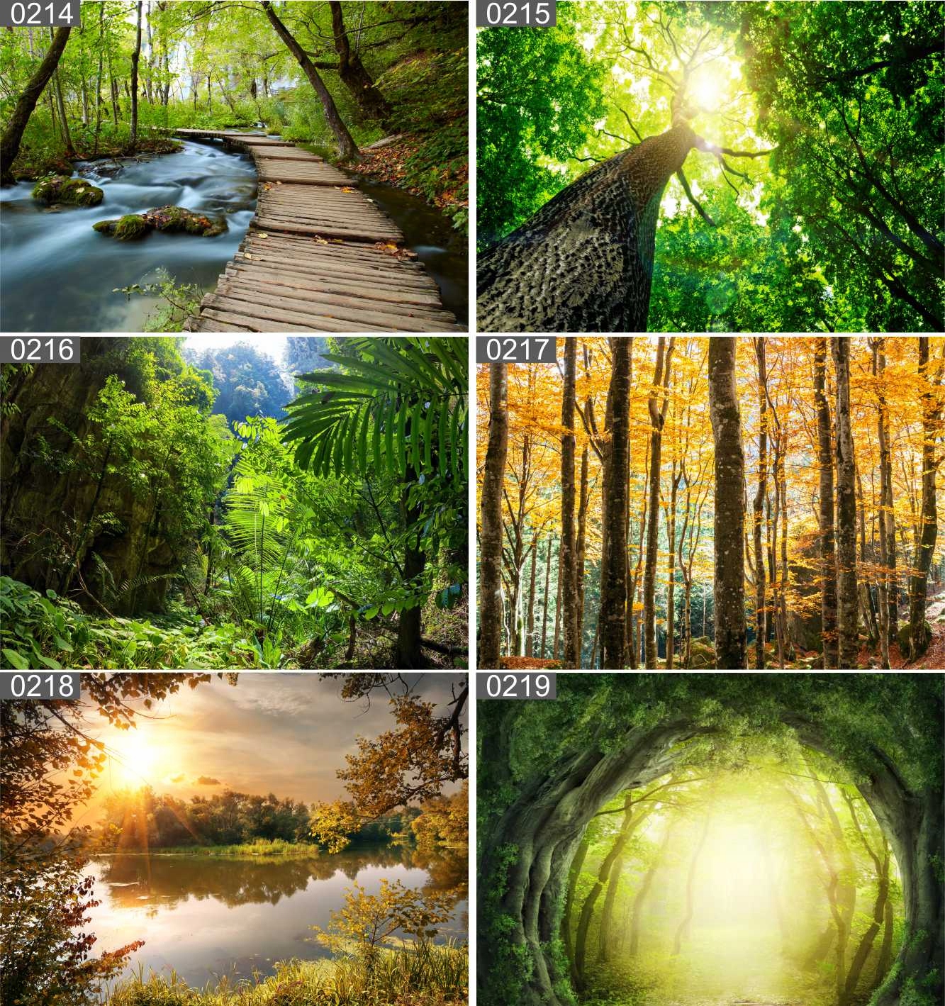 Plakat poster LAS DRZEWA most 100x70 max wybór Rodzaj bez ramy