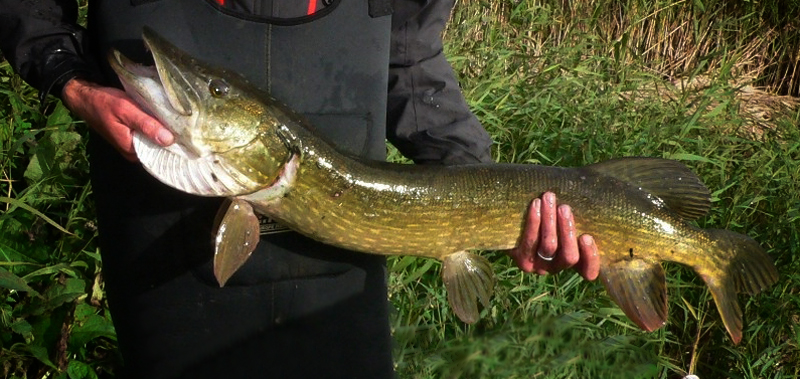 GŁÓWKA JIGOWA MISTRALL SHIRO QUICK 20g nr 5/0 Waga 20 g