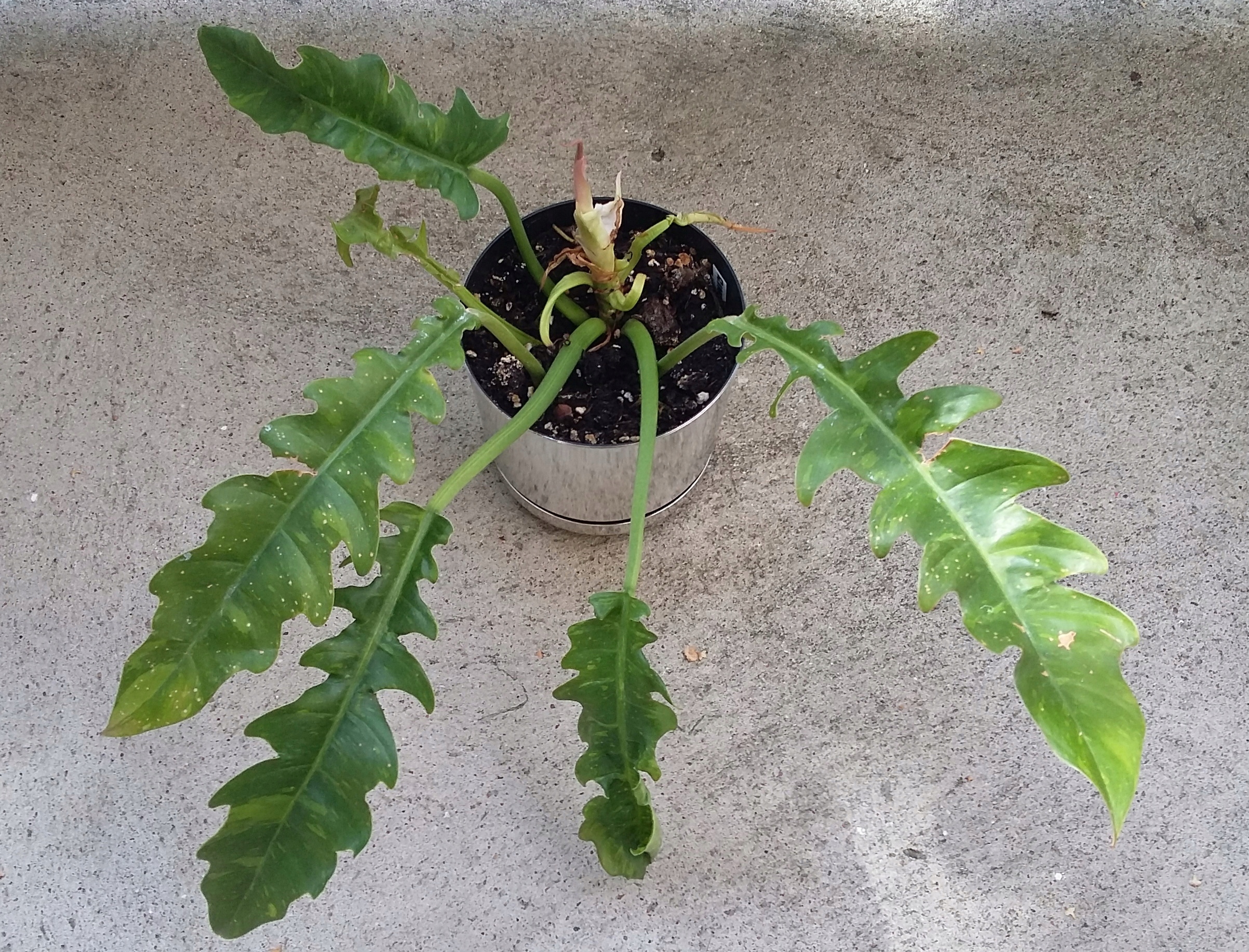 Philodendron ring of fire фото