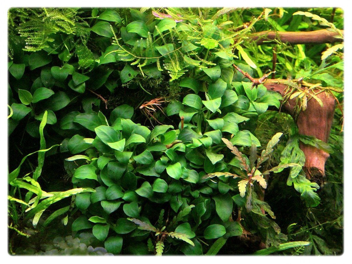 78 Anubias PETITE nana NAJMNIEJSZY bonsai 6949310663 78 Anubias PETITE nana NAJMNIEJSZY bonsai 6949310663