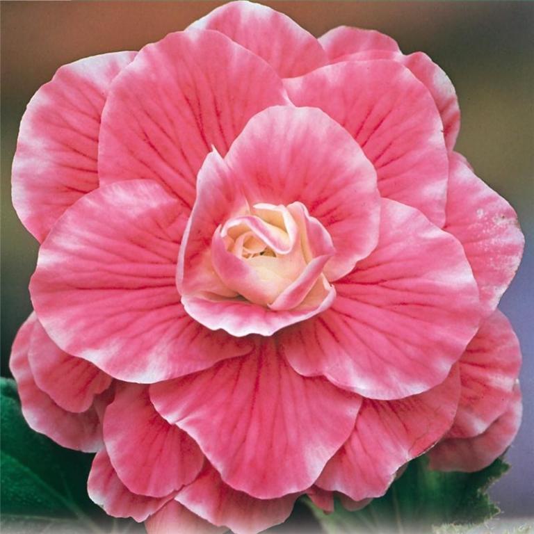 Begonia Bulwiasta Camellia 1 7167447972 Oficjalne Archiwum Allegro