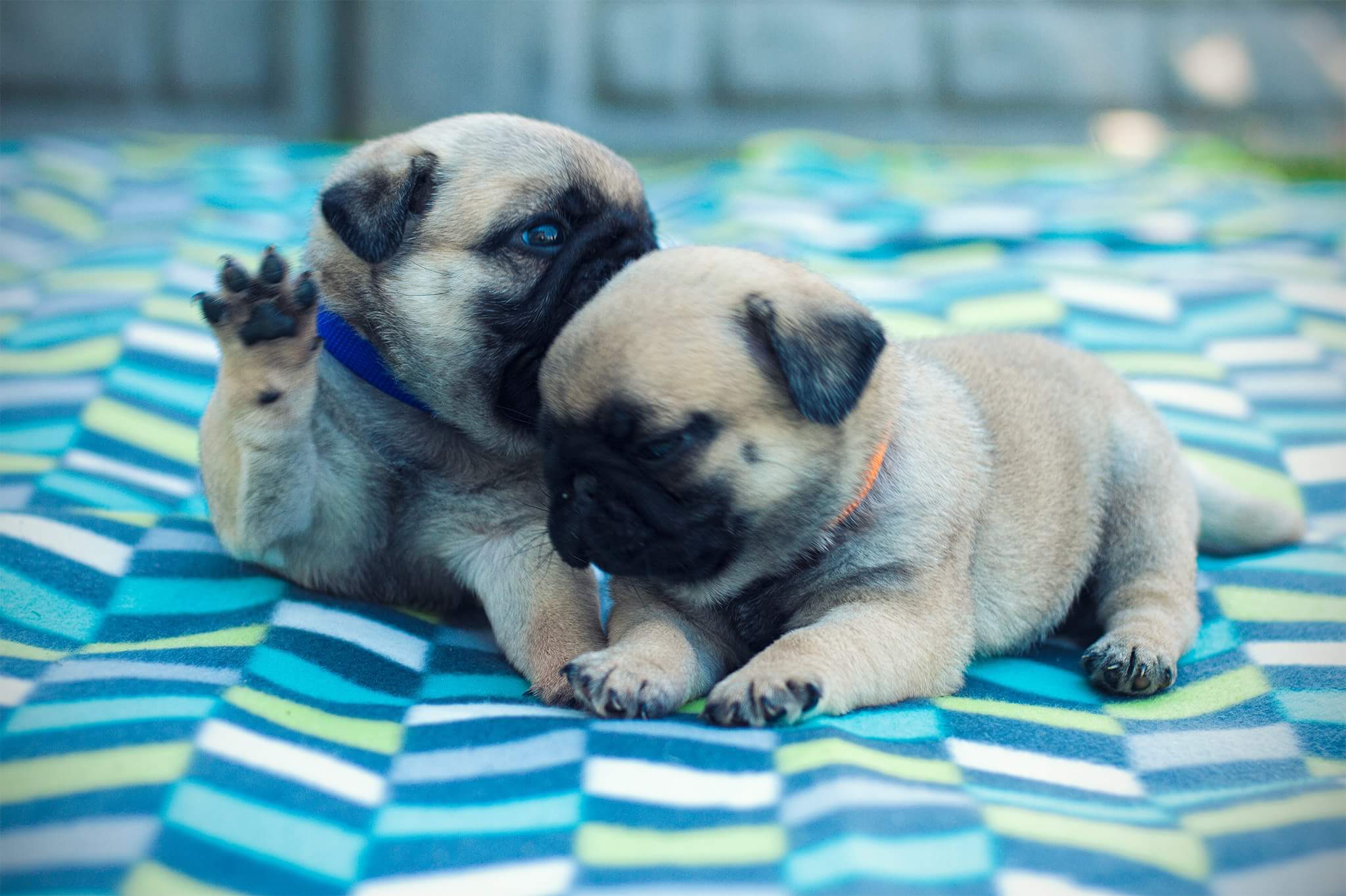 Mops, mopsy, PUG szczeniak z rodowodem ZKwP FCI 7458640494 oficjalne archiwum allegro