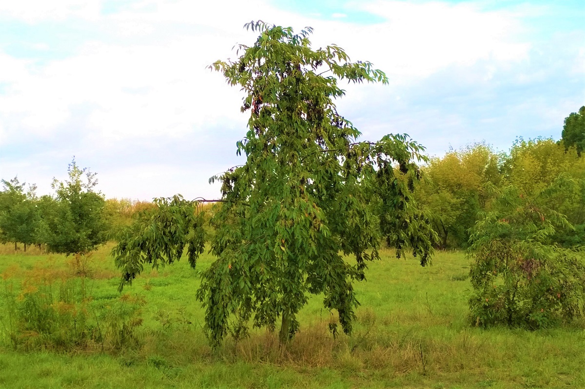 zvyk