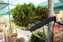 фото mini №2, Rubber plume garden to fasteners podwiazywanie trees sprouts 3cm x 25m