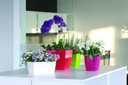 фото mini №2, Flowerpot prosperplast 10 centimeters x 10 x 9, 2 centimeters diameter 10 centimeters plastic white