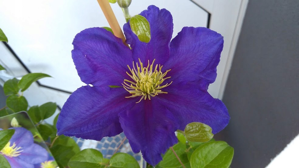 Клематис генерал сикорский фото Clematis 'Generał Sikorski' - Powojnik polska odm. - 7427996212 - ofic
