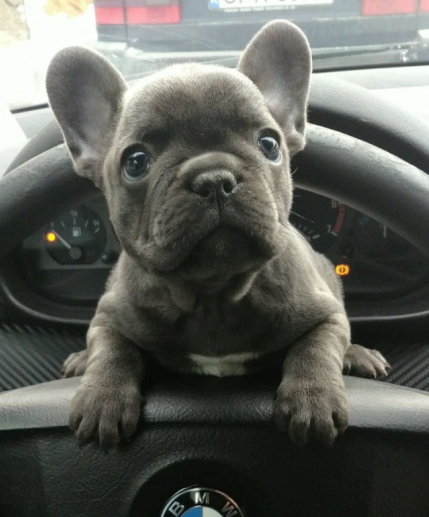 Buldog Francuski Błękitny French Bulldog Blue