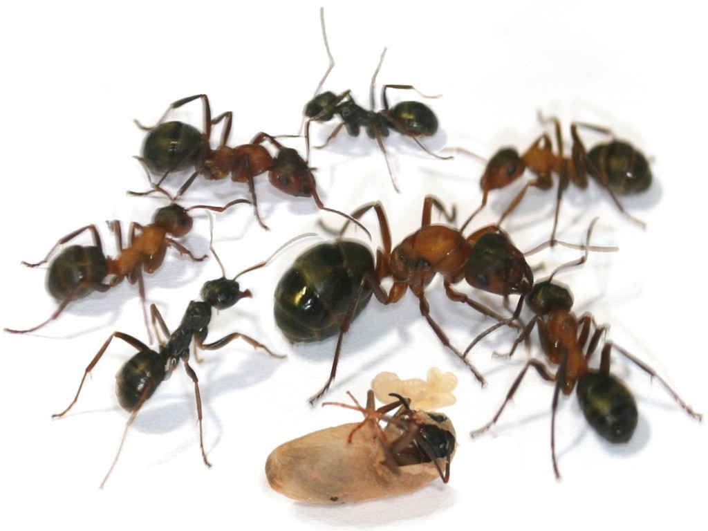 Mrówki Formica sanguinea Królowa + 20-30 robotnic