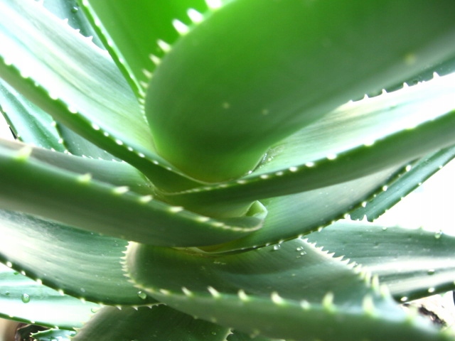 Aloes leczniczy o grubych mięsistych liściach!