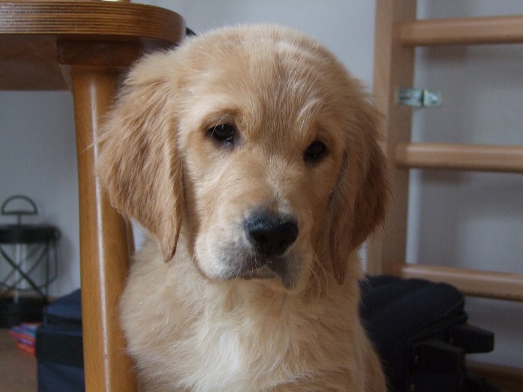 Golden Retriever po Championie – ciemno złoty