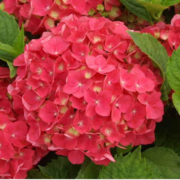 acm HORTENSJA OGRODOWA IZABEL Hydrangea czerwona