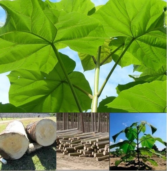 Nasiona Paulownia hybryda 9503 100szt certyfikat