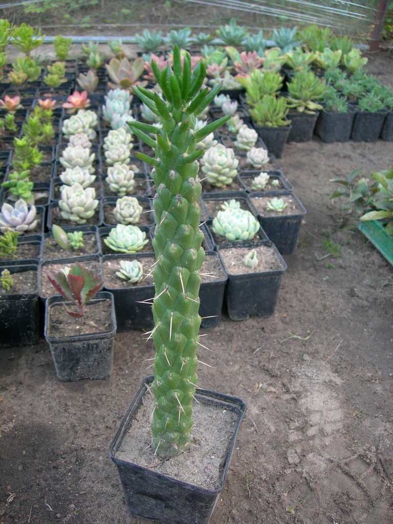 Austrocylindropuntia subulata - opuncja -rarytas