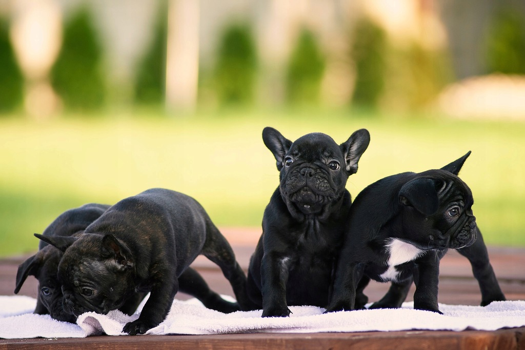 BULDOG FRANCUSKI BLACK i MARENGO 2-SUCZKI 1-PIES