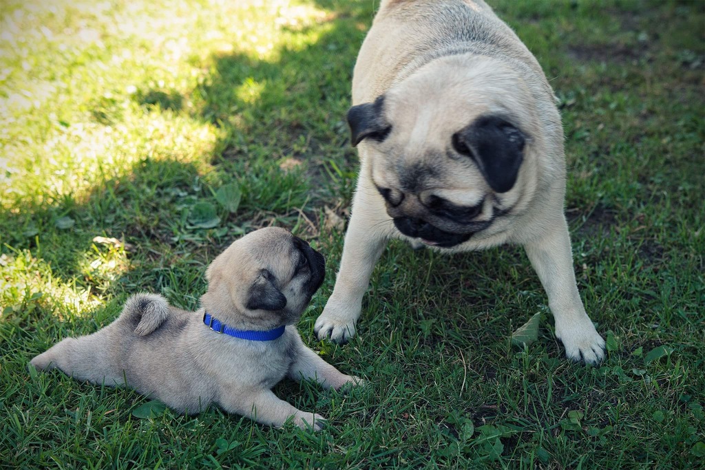 Mops, mopsy, PUG szczeniak z rodowodem ZKwP FCI 7458640494 oficjalne archiwum Allegro