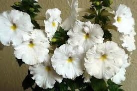 Achimenes WHITE GLORY kłącze - trwałe, duże kwiaty