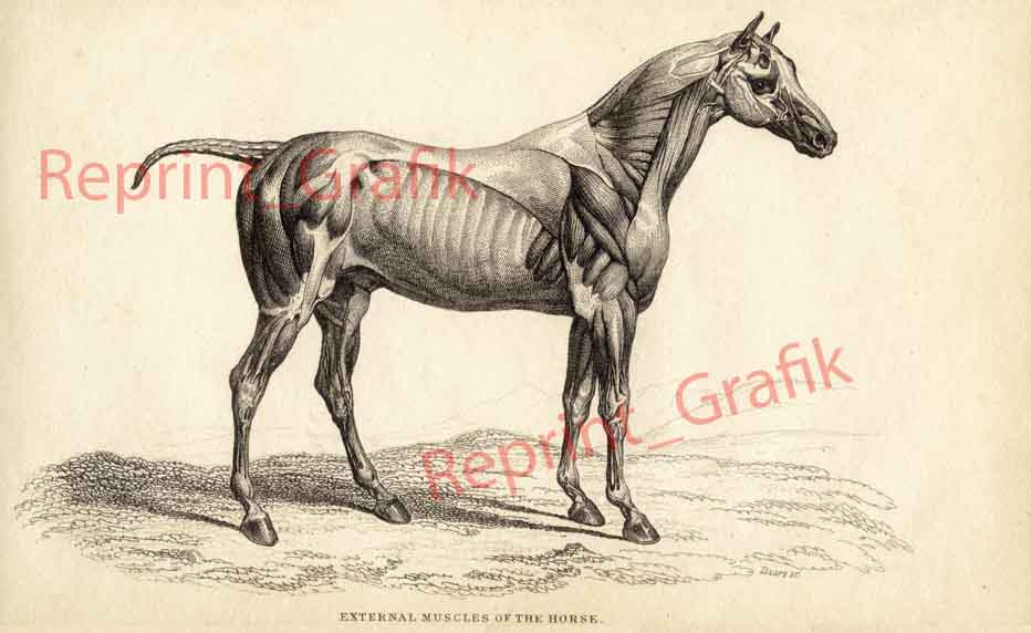 Rycina Anatomia Mięśnie konia Koń A4 A3 A2