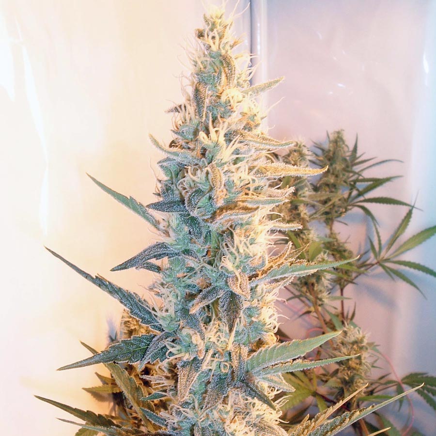 Feminizowane Nasiona marihuany Outdoor Grapefruit