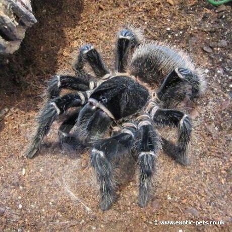 Lasiodora parahybana L1/2 ptasznik olbrzymi