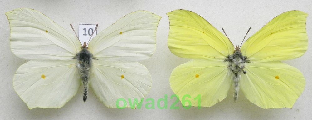 Gonepteryx rhamni Latolistek cytrynek para10