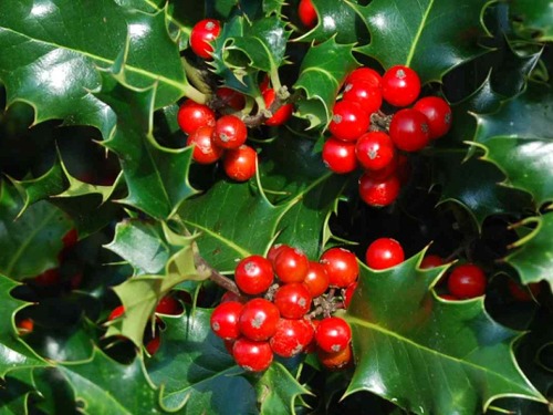 Ostrokrzew kolczasty Ilex aquifolium 30cm C1,5