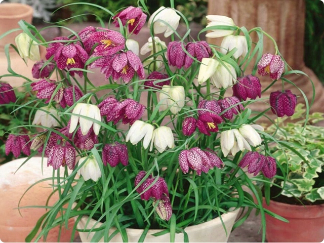 FRITILLARIA SZACHOWNICA KOSTKOWATA 10 SZT