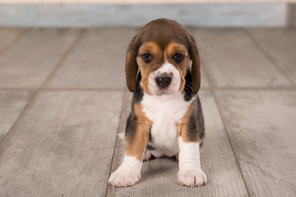 Piękne BEAGLE tricolor ZKwP FCI ojciec CHAMPION 7474654909