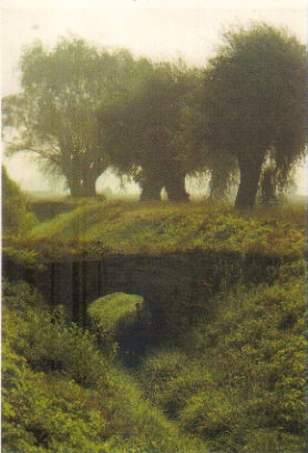 Sanniki Krajobraz z wierzbami