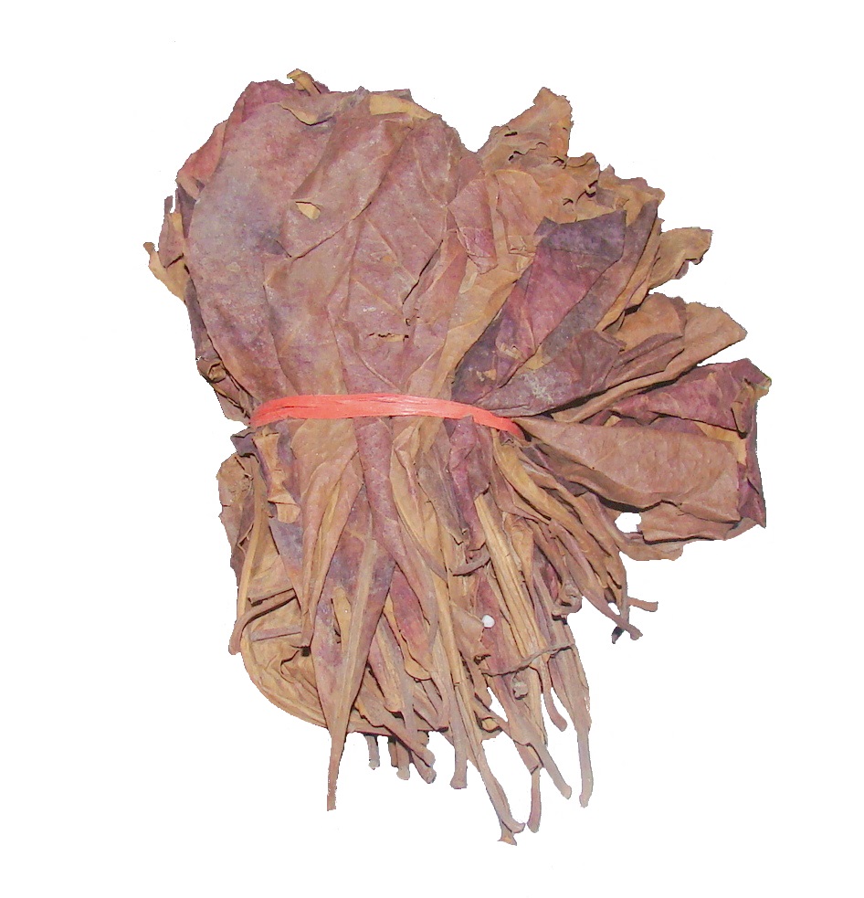 Ketapang liście uszkodzone 10-15cm paczka 50szt