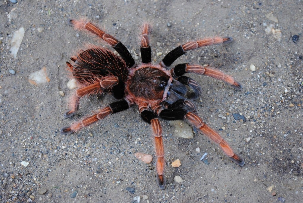 Sericopelma sp Santa Catalina L5/6