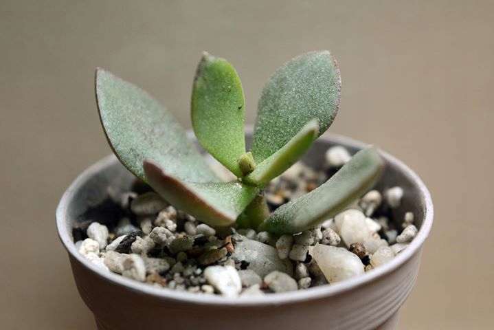 Grubosz Crassula ovata Bluebird ukorzeniona sukule
