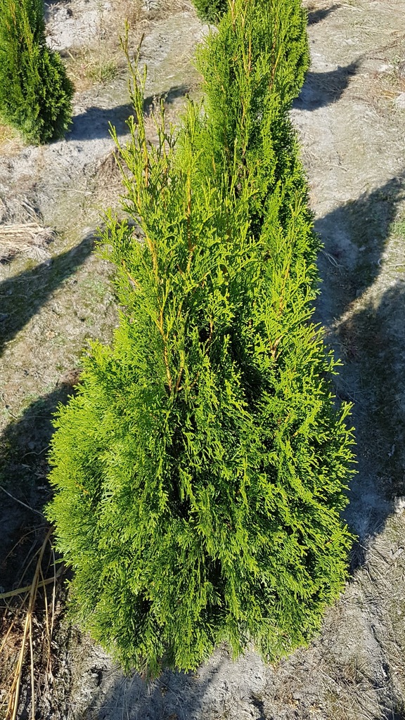 Tuja szmaragd 100 cm     !!! HURT !!!