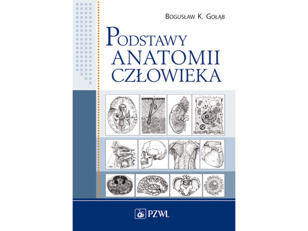 Podstawy Anatomii Człowieka - Gołąb Bogusław K. - 7340620745 ...